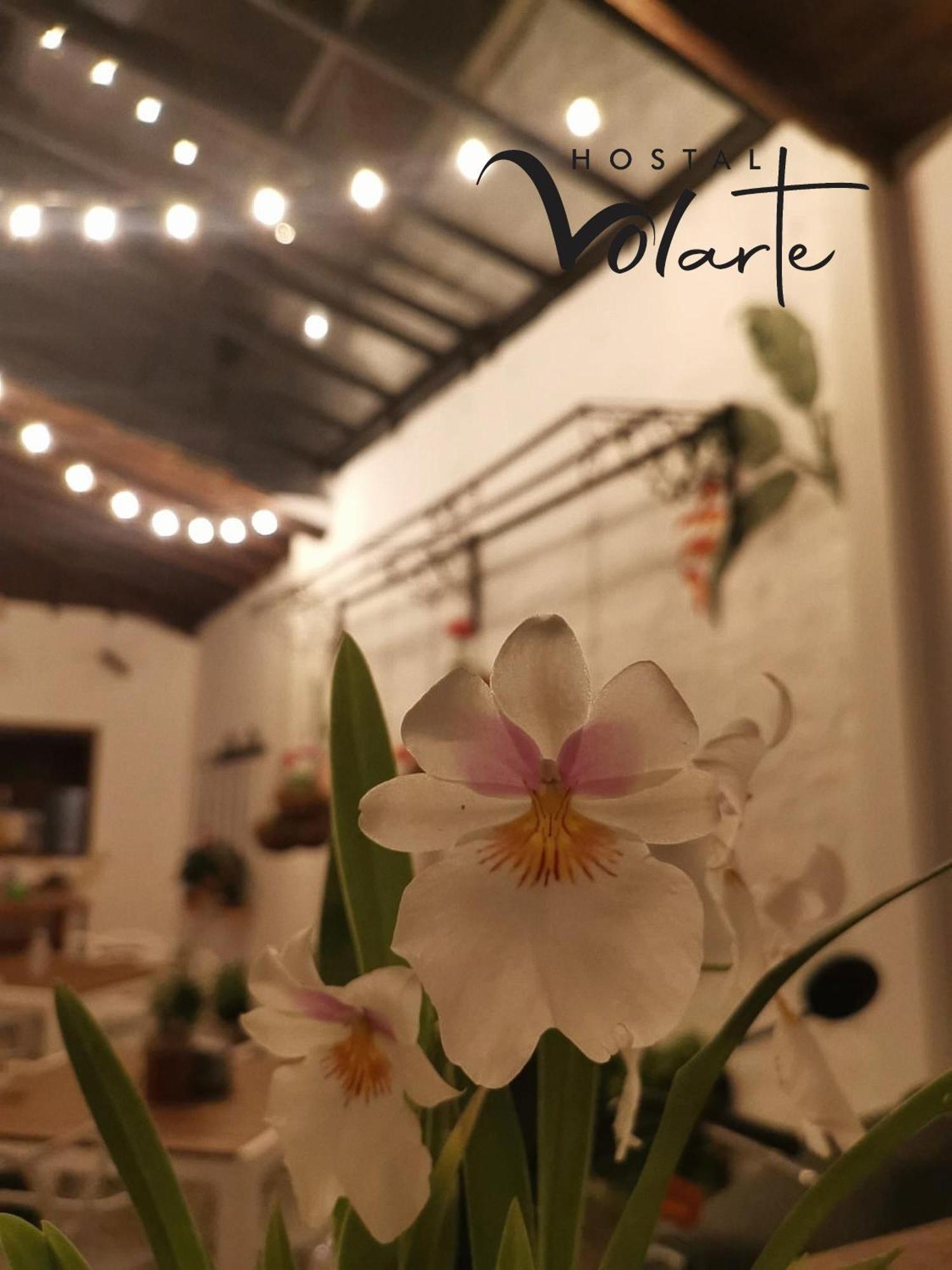 Volarte Hostal Jardín Exterior foto